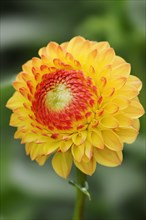 Dahlia 'Yellow Jewel' (Dahlia Hybride), flower, ornamental plant, North Rhine-Westphalia, Germany,