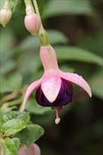Fuchsia 'Rose of Castille' (Fuchsia hybride), flowers, ornamental plant, North Rhine-Westphalia,