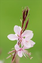 Gaura lindheimeri, flowers, native to North America, ornamental plant, North Rhine-Westphalia,