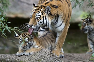 A tiger cleaning its young sitting on a rock, Siberian tiger, Amur tiger, (Phantera tigris