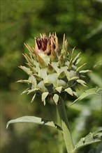 Artichoke or vegetable artichoke (Cynara scolymus, Cynara cardunculus), medicinal plant, North