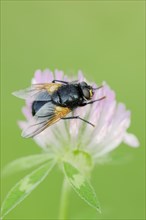 Cattle fly or noonday fly (Mesembrina meridiana) on red clover (Trifolium pratense), North