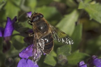 A pseudo bee hoverfly (Eristalis tenax) sitting on a flower with clearly visible translucent wings
