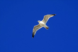 European herring gull (Larus argentatus), A gull hovers with outstretched wings in the clear blue