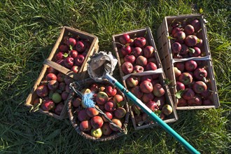 Freshly picked apples of the Winterranbur variety in baskets with apple pickers in the grass,