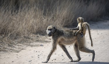 Chacma baboons (Papio ursinus), young animal sitting on the back of the mother, crossing a road,