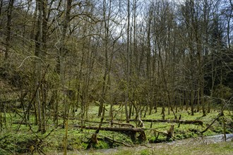 Ancient alluvial forest on the edge of the Grosse Lauter in the Grosse Lautertal near Lauterach,