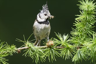 Crested Tit (Lophophanes cristatus), sitting with food in a larch branch, North Rhine-Westphalia,