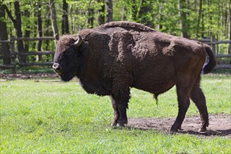 Wisent, European bison (Bos bonasus) also bison bull, bull, captive, Germany, Europe