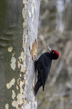 Black woodpecker (Dryocopus martius) at its breeding cavity in a tree, male, Lower Austria,
