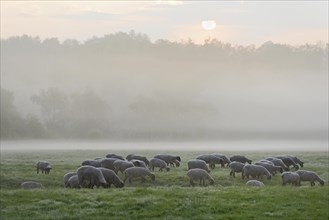 Domestic sheep (Ovis gmelini aries) on a pasture in fog and morning sun, North Rhine-Westphalia,