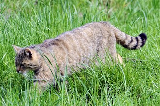 European wildcat (Felis silvestris silvestris) Captive, A tabby cat slinking attentively through
