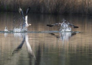 Greylag geese (Anser anser), greylag goose chasing away rivals on a pond, Thuringia, Germany,