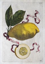 Simon Imperiales, citrus fruit, hand-coloured copperplate engraving from Giovanni Baptista Ferrari