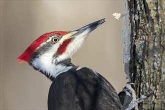 Pileated woodpecker (Dryocopus pileatus), male searching for larvae and ants, forest of Yamachiche,