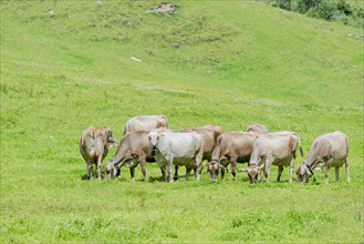 Allgaeu Brown Swiss cattle in Rappenalptal near Oberstdorf, Allgaeu, Bavaria, Germany, Europe
