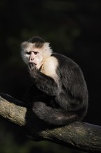 White-shouldered capuchin monkey or white-headed capuchin (Cebus capucinus), captive, occurring in