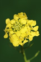 White mustard or yellow mustard (Sinapis alba, Brassica alba), flowers, North Rhine-Westphalia,