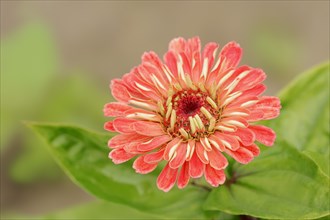 Zinnia (Zinnia elegans, Zinnia violacea), flower, ornamental plant, North Rhine-Westphalia,