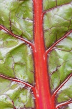 Red chard (Beta vulgaris subsp. vulgaris), detail of leaf, North Rhine-Westphalia, Germany, Europe
