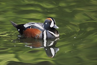 Harlequin duck (Histrionicus histrionicus), male, captive, Lower Saxony, Germany, Europe