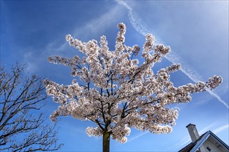 White cherry blossoms against a blue sky, Allgaeu, Swabia, Bavaria, Germany, Europe