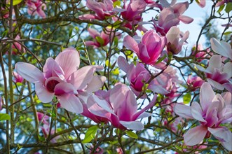 Magnolia blossoms (Magnolia) in pink