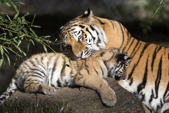 A mother tiger showing affection to her young on a tree trunk, Siberian tiger, Amur tiger,