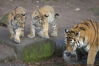 Three tigers, including an adult, standing at a waterhole, Siberian tiger, Amur tiger, (Phantera