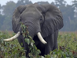 African elephant (Loxodonta africana), African steppe elephant or African bush elephant, AI