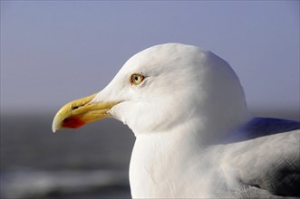 European herring gull (Larus argentatus), Detailed close-up of the head of a gull with focus on the
