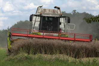 Combine harvester threshing rapeseed, Middle Franconia, Bavaria, Germany, Europe