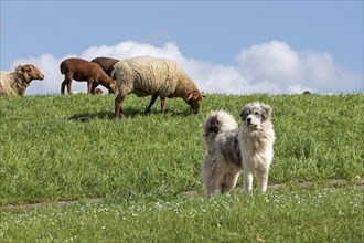 Sheepdog guarding sheep, lambs, shepherd dog, Elbe dyke near Bleckede, Lower Saxony, Germany,