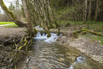 Course of the Wiesaz stream in the Wiesaz valley in the Swabian Alb near Goenningen,