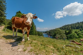 Cow at the edge of a path in the mountains. Vosges Alsace, Great East, France, Europe