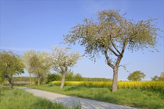 Fruit trees, apple tree (Malus domestica) in bloom next to a flowering rape field (Brassica napus),