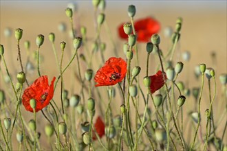 Poppy flowers (Papaver rhoeas) in a grain field, flowers and unripe fruit capsules, North