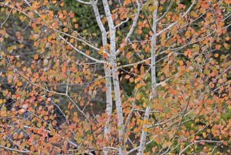 Deciduous tree, aspen (Populus tremula), branches with autumn leaves, Eastern Eifel,