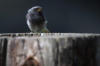 Black redstart (Phoenicurus ochruros), young bird, sitting on a tree trunk, Stuttgart,