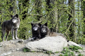 Mackenzie valley wolf (Canis lupus occidentalis), Captive, Germany, Europe, Two relaxing wolves