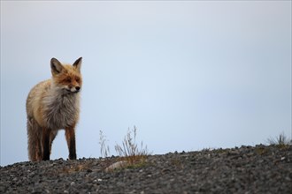 Red fox (Vulpes vulpes) in the tundra, Lapland, northern Norway, Scandinavia