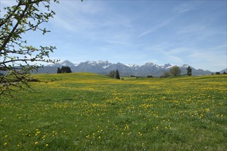 Common dandelion (Taraxacum) in bloom against the backdrop of the Allgaeu Alps near Fuessen,