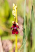 Fly orchid (Ophrys insectifera) in bloom on a meadow