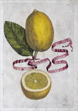 Limon Citratus, citrus fruit, hand-coloured copperplate engraving from Giovanni Baptista Ferrari