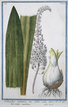 Ornithogalum maritimum, Seu Scilla radiere alba, hand-coloured botanical engraving from Hortus