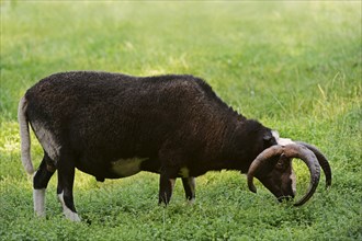 Jacob sheep (Ovis ammon f. aries), female, Lower Saxony Germany
