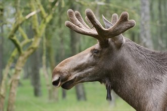 Eurasian elk (Alces alces alces), bull elk, portrait, captive, Germany, Europe