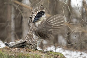 Ruffed grouse (Bonasa umbellus), male drumming to chase other male and to attract females, La