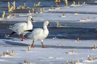 Snow geese (Anser caerulescens), adults walking on a frozen marsh, Lac Saint-Pierre Biosphere