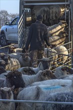Shepherd loading blackface domestic sheep (Ovis gmelini aries) into a double-decker livestock